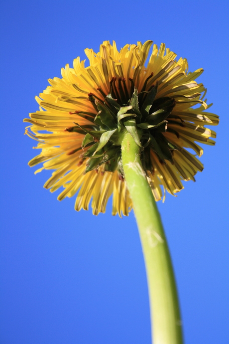 Paardenbloem