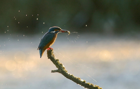 IJsvogel