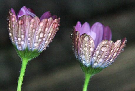 Raindrops