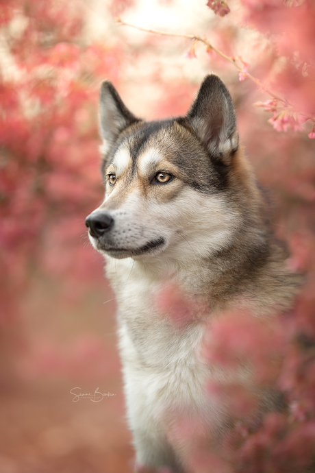 Wolfhond tussen de eerste bloesem