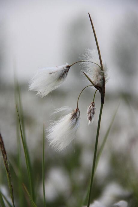 Wollegras of Veenpluis?