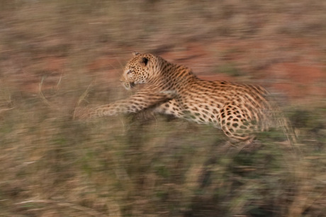 Leopard in motion