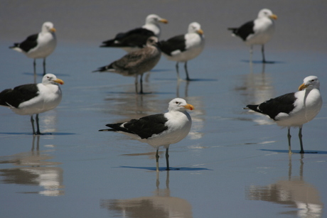 seagulls relaxing