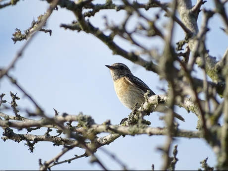 roodborsttapuit (Saxicola rubicola) vrouwtje