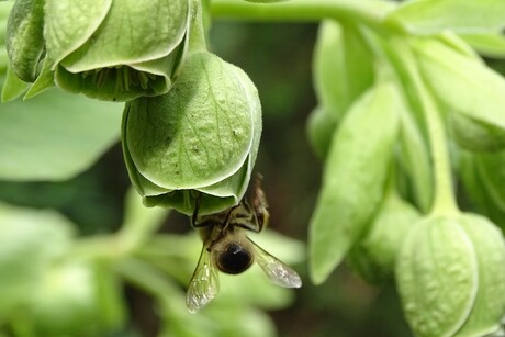 Helleborus