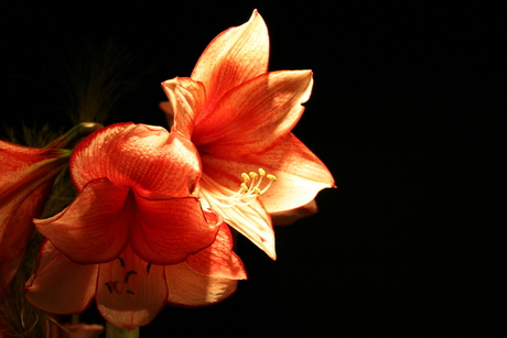 Amaryllis