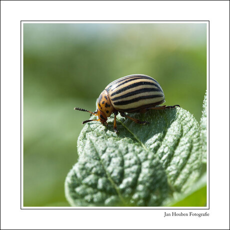 Leptinatarsa decemlineata - Coloradokever (3)