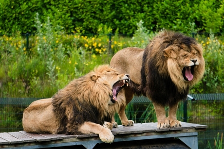 Vermoeiend leeuwen leven