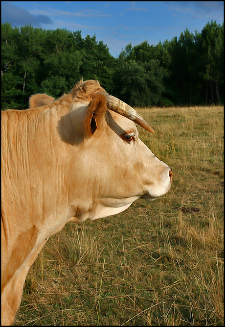 LA VACHE