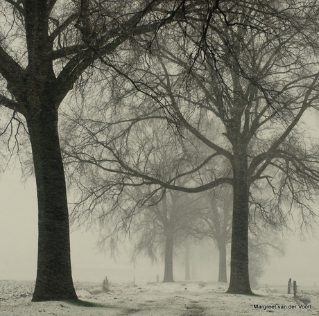 Zwart wit bomen en sneeuw