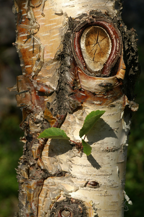 Stukje stam van een boom