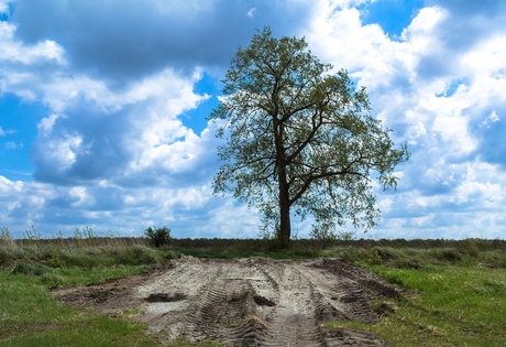 Way to the tree