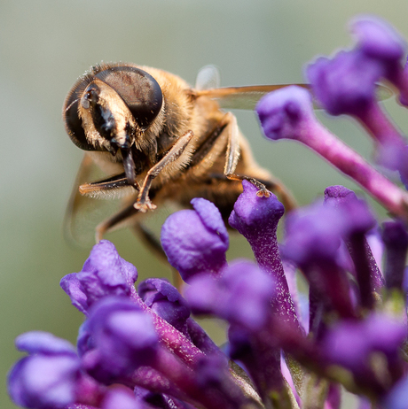 Blinde bij in de tuin