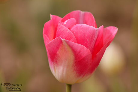 Roze Tulp