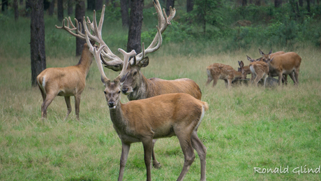 Wildpark het Aardhuis