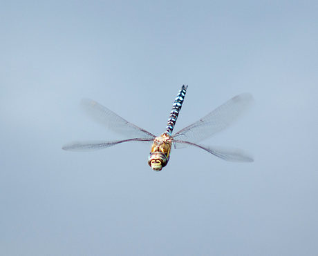 Libelle in de vlucht
