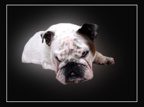 bewerking bulldog 2