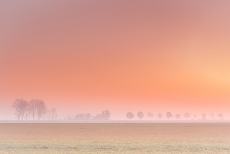 Mistige polderlandschap