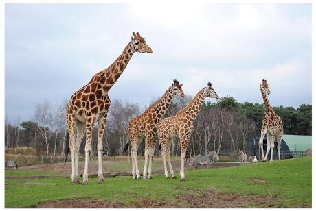 familie giraffen