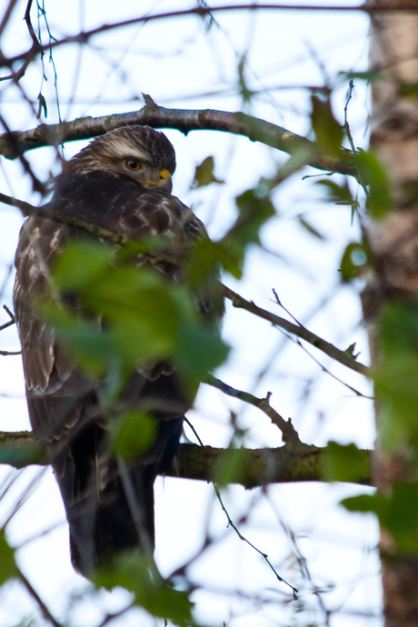 Gecamoufleerde buizerd