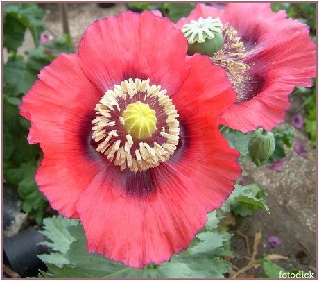 Papaver