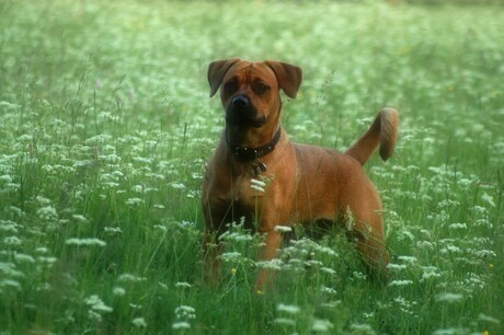 Raisa in het Veld