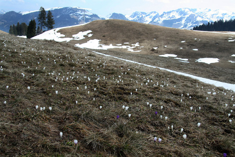 crocusjes in de sneeuw