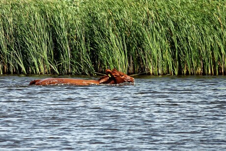 The cow who fell in the canal.