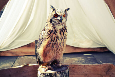 Be an owl