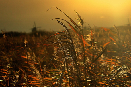 Gouden riet, Kinderdijk vanuit ander perspectief