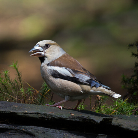 Appelvink