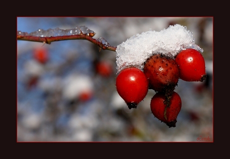 rozebottels in de winter