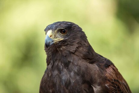 Buizerd