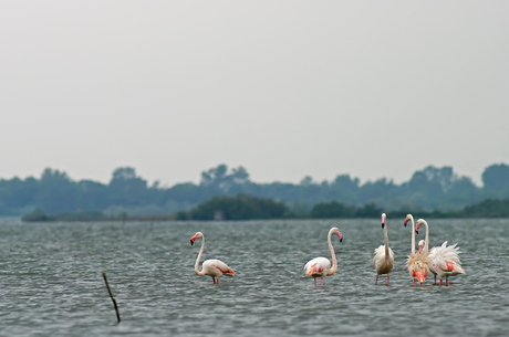 Flamingos in Etang de Vaccares