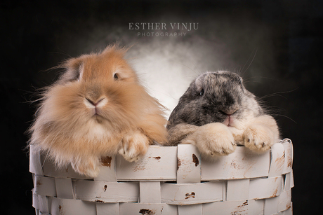 Bunny pile-up