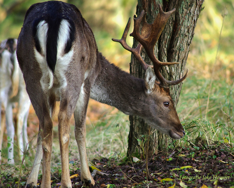 hert in de herfst