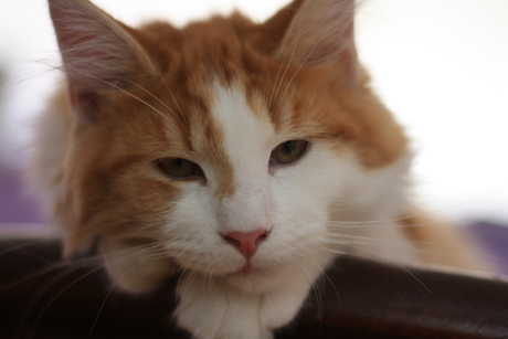 Maine Coon kater in chillmodus