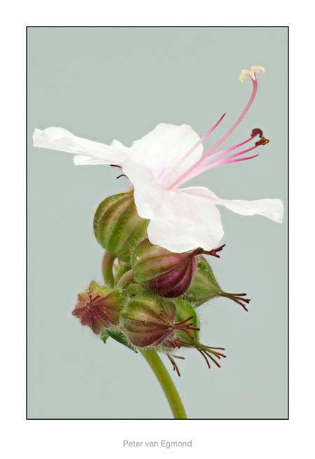 Macro Stack - Na een lange tijd afwezigheid vandaag maar weer eens een foto op Zoom. Wie weet hoe deze bloem heet? - foto door peter.vanegmond op 28-05-2012 - deze foto bevat: macro, stack