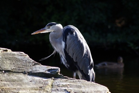 De reiger.