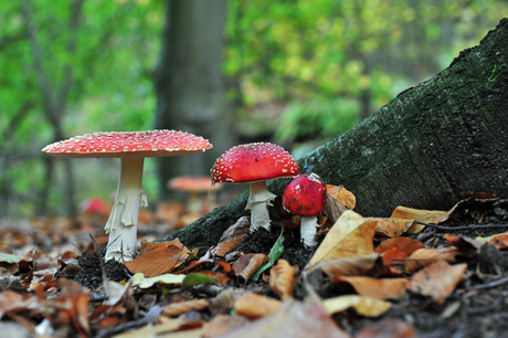 Paddenstoelen aan de rand van de Loonse en Drunense Duinen