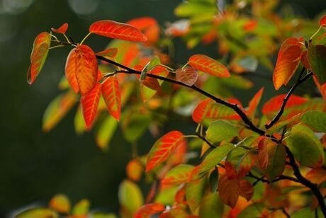 Herfstblad