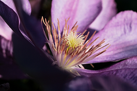 Clematis