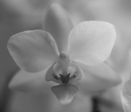 Orchidee