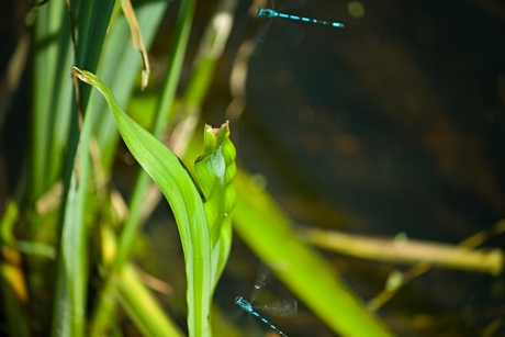 Foto van een twee vliegende libellen (azuurwaterjuffer?) gemaakt bij de vijver 't Meulengat aan de Karweg in Escharen op 22 June 2020.