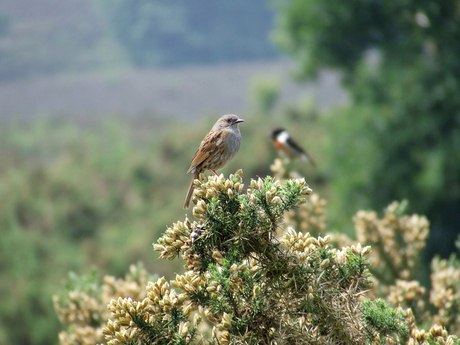 Vogeltjes