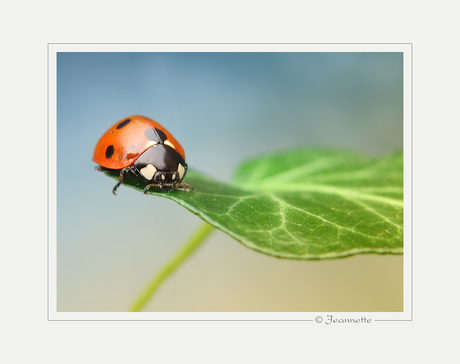 eerste voorjaarsteken in de tuin........