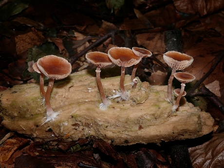 Groepje paddestoelen