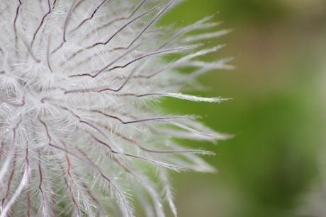 Lightning Flower