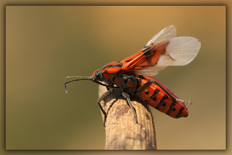 Wants (Pilostehus Pandurus)