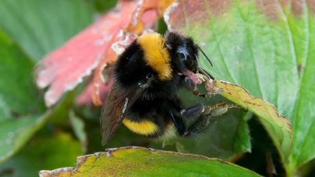 hommel drinkt honing